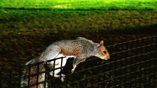 Close-up of squirrel