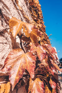 Low angle view of dried autumn leaves against sky