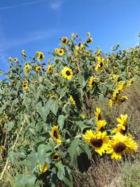 Close-up of yellow flowering plant on field