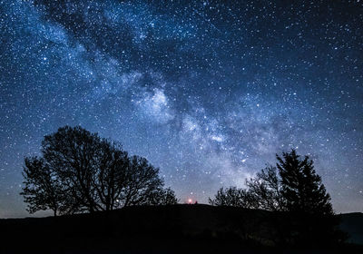 Low angle view of trees against sky at night