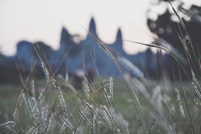 Close-up of dry grass on field