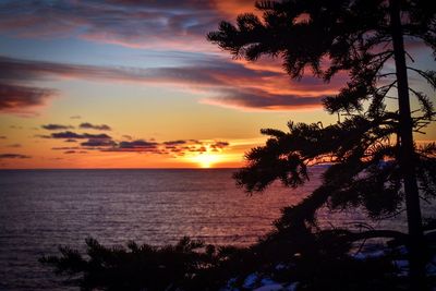 Silhouette trees on beach against sky during sunset