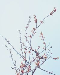 Low angle view of tree against clear sky