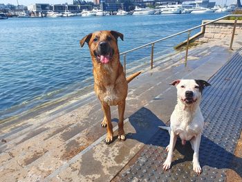 Portrait of dog standing in water