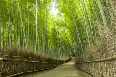 View of bamboo trees in forest