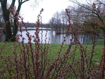 Plants growing by lake against sky