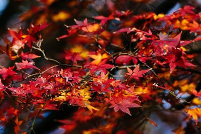 Close-up of maple leaves during autumn