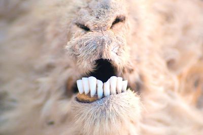 Close-up of goat teeth