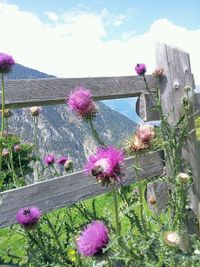 Pink flowers blooming in park