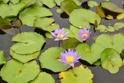 Close-up of purple water lily in pond
