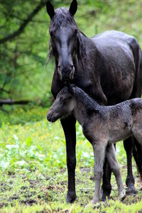 Horse standing on field with baby 