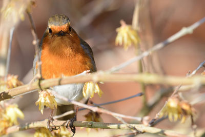 Close-up of a robin perching on a branch