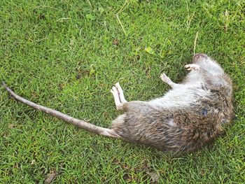 High angle view of cat on field