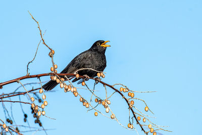 Low angle view of bird perching on branch against blue sky