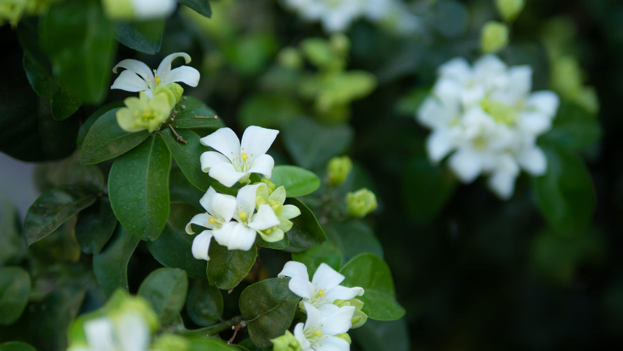 CLOSE-UP OF WHITE FLOWERING PLANT AGAINST BLURRED BACKGROUND