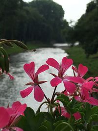 Close-up of red flowers against blurred background