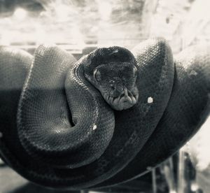 Close-up of snake resting in a zoo