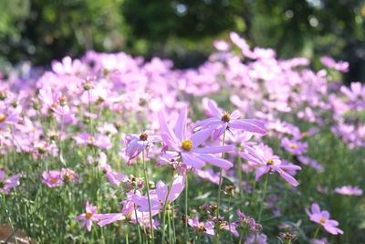 Close-up of pink cosmos flowers blooming outdoors