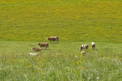 Horses grazing on field