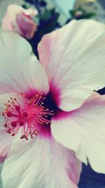 Close-up of pink flower