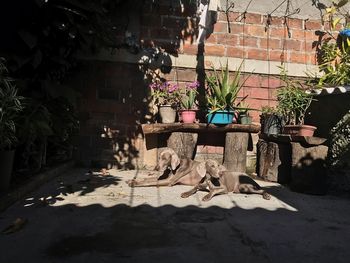 View of dog relaxing in pot