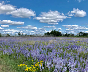 Scenic view of lavender field against cloudy sky