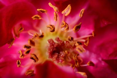 Macro shot of pink flower