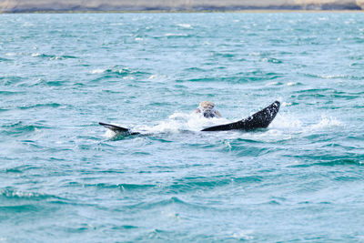 Close-up of whale swimming in sea