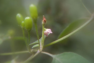 Close-up of flowering plant