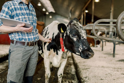 Farmer with tablet pc standing by cow at cattle farm