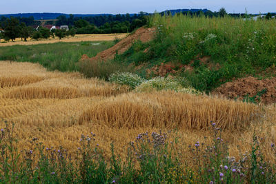 Scenic view of agricultural field against sky in germany 