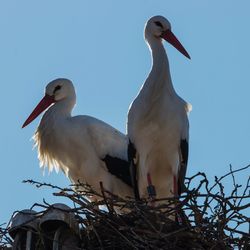 Low angle view of birds perching on nest against sky