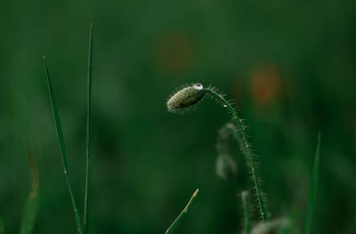 Close-up of plant growing outdoors