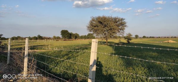Trees on field against sky