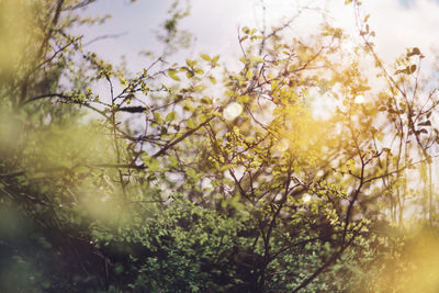 Low angle view of flowering tree against sky