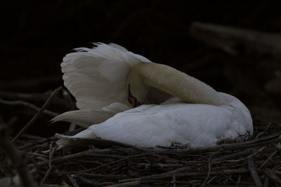 View of swan in nest