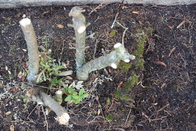 High angle view of plants on field