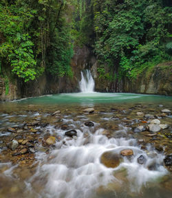 Scenic view of waterfall in forest