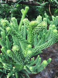 Close-up of plant