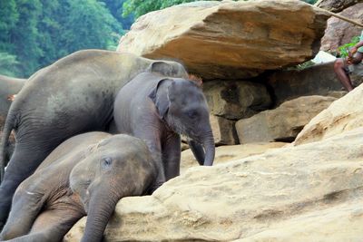 View of elephant in zoo