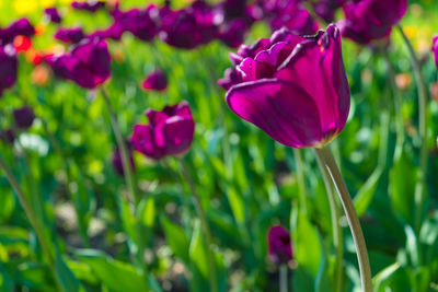 Close-up of pink flowering plant