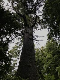 Low angle view of trees in forest against sky