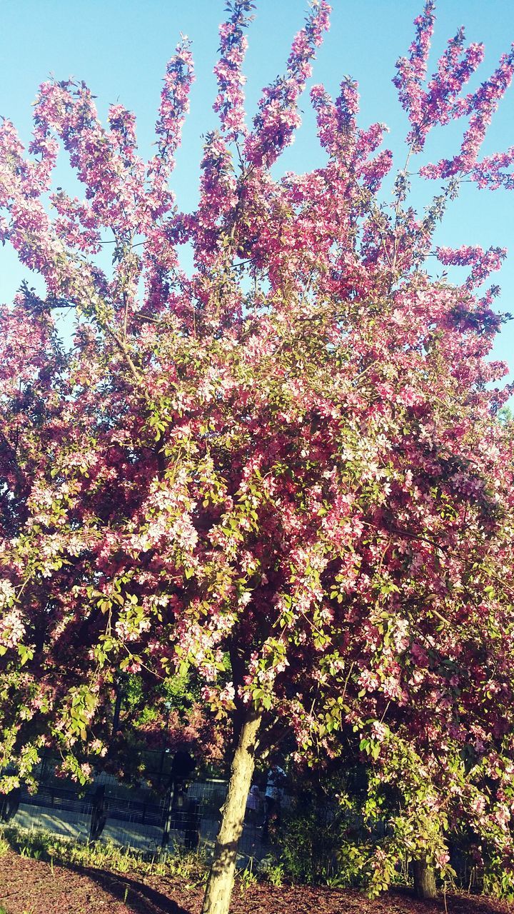 tree, flower, growth, low angle view, clear sky, branch, beauty in nature, freshness, nature, sky, sunlight, blossom, tranquility, fragility, day, in bloom, blooming, outdoors, no people, growing