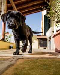 Close-up of dog