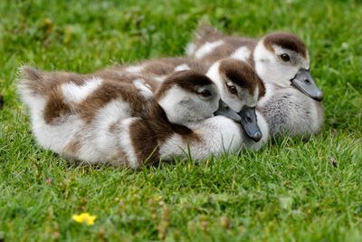Goslings relaxing on grassy field