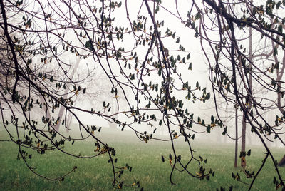 Trees and grass on field during foggy weather