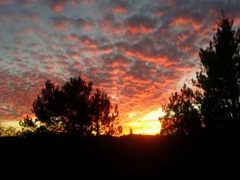 Silhouette of trees at sunset