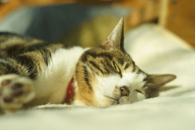 Close-up of cat lying on bed at home