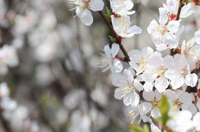 Close-up of white cherry blossom tree