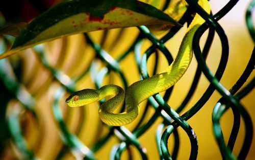 Close-up of snake on green leaf